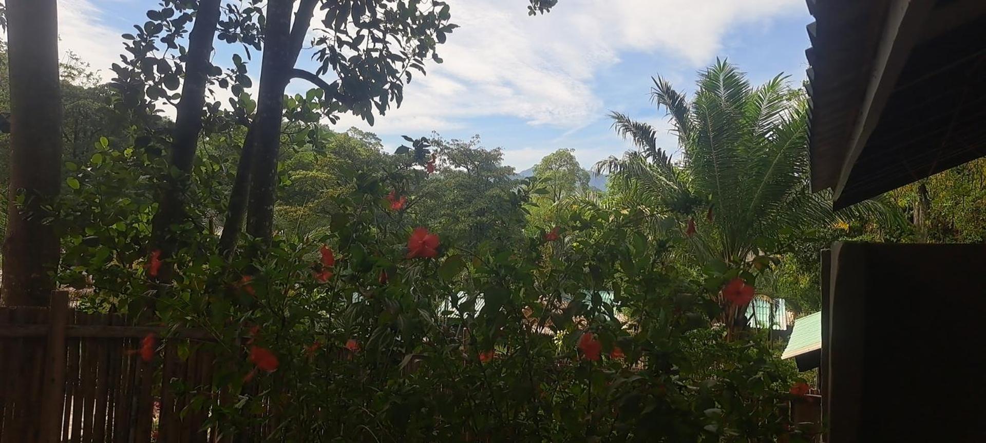 Siam Flora