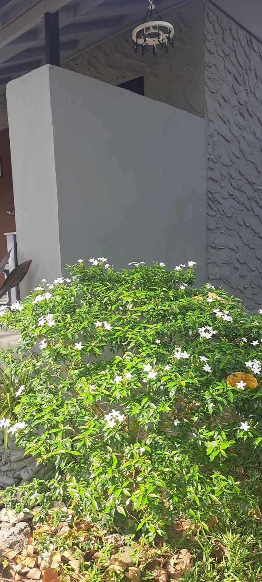 Tempat peranginan Siam Flora *