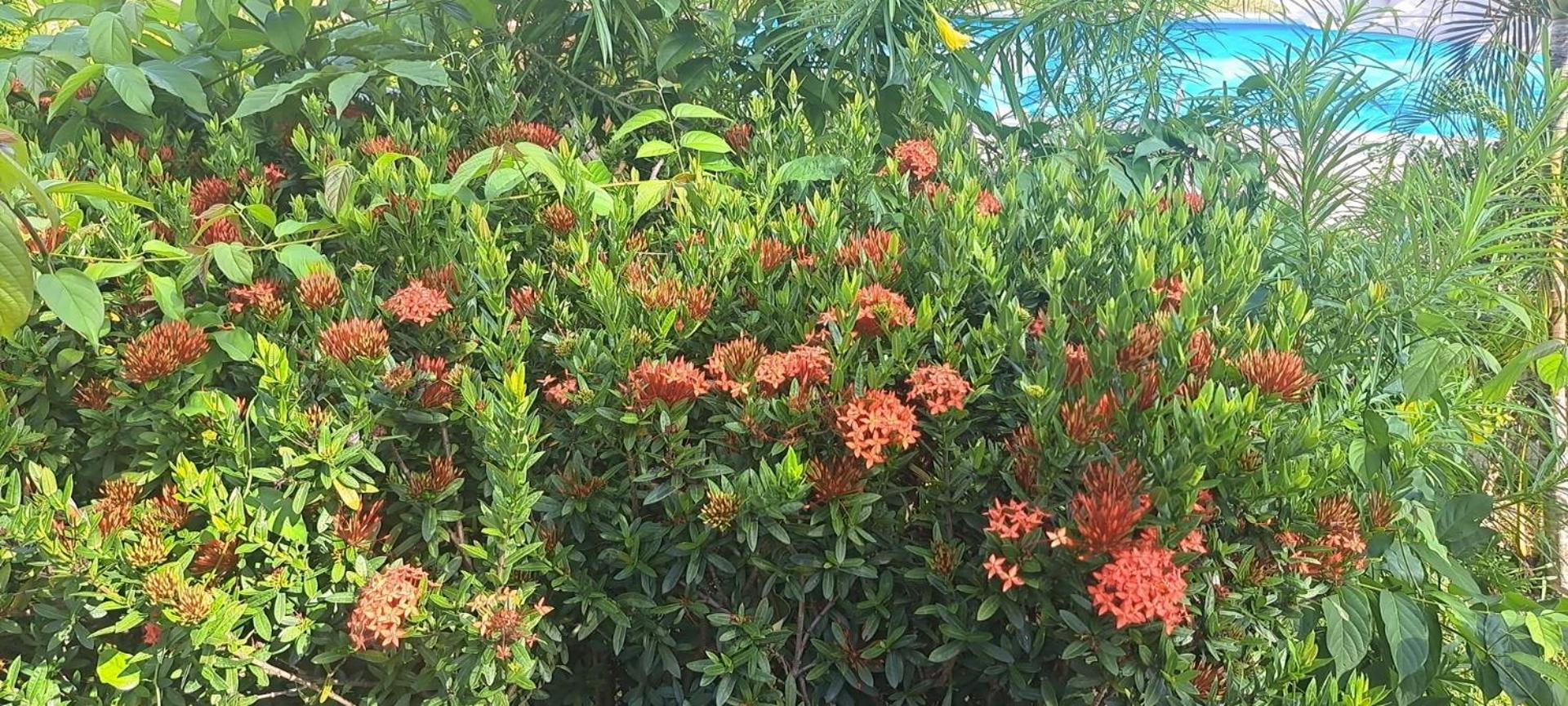 Siam Flora Tempat peranginan