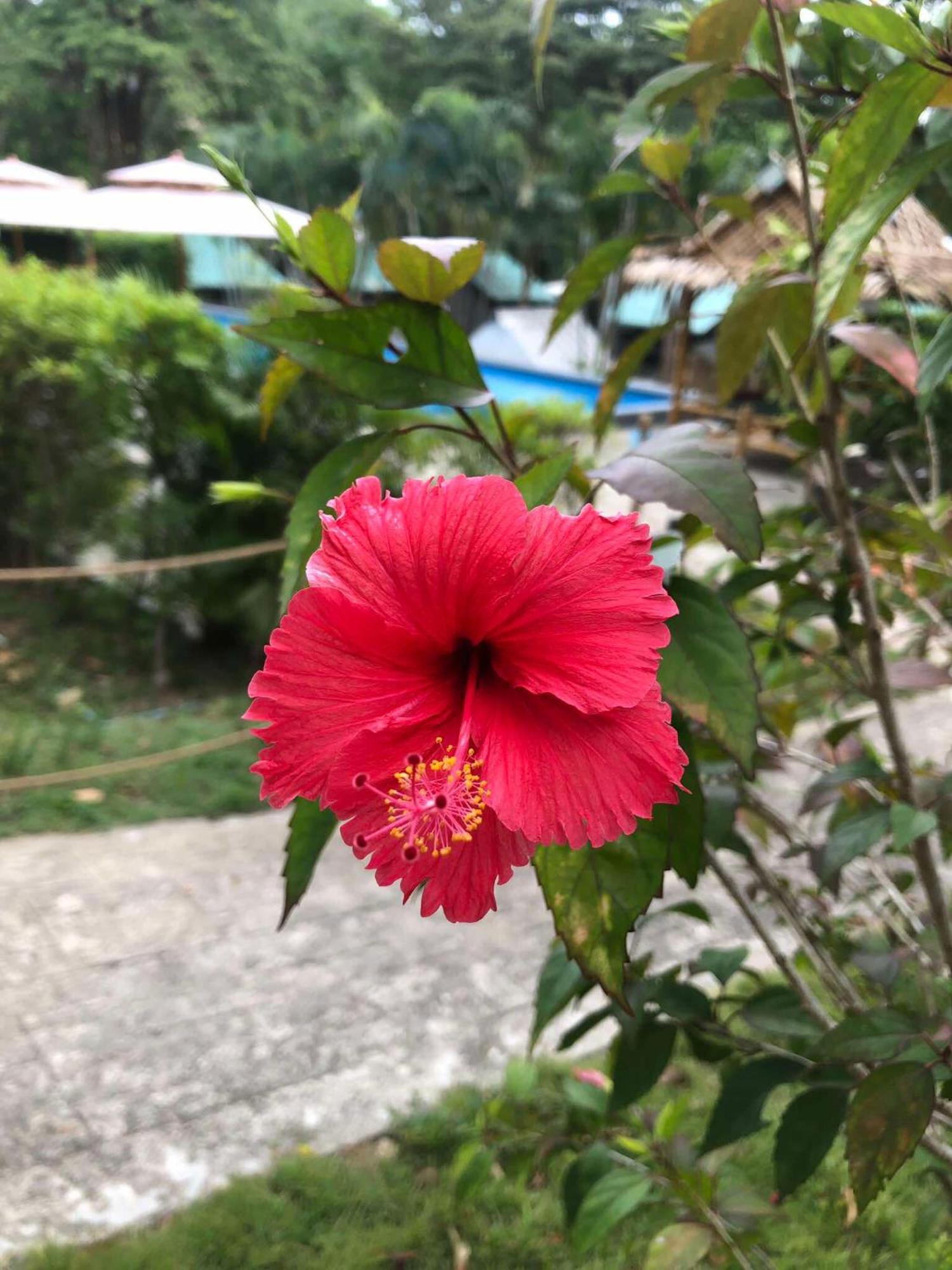 Tempat peranginan Siam Flora